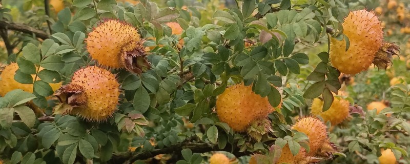 刺梨产于哪里，人工种植主产于贵州