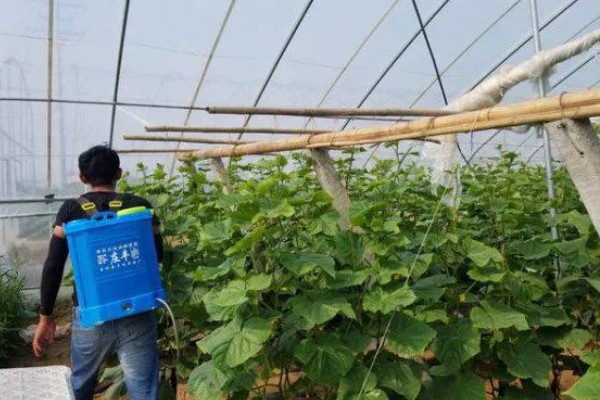 敌磺钠的作用，主要用作种子处理和土壤处理