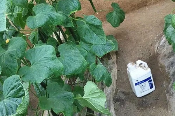 敌磺钠的作用，主要用作种子处理和土壤处理