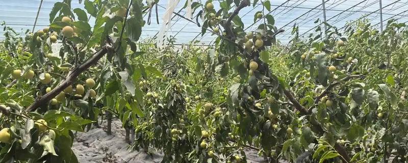 哪些水果在冬季成熟，常见冬枣、香蕉、橘子等品种