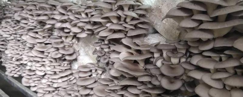 平菇幼菇死亡的原因，可能是温度过高所致