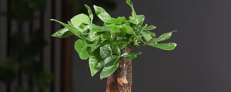 发财树怕不怕晒，发财树害怕强光直射