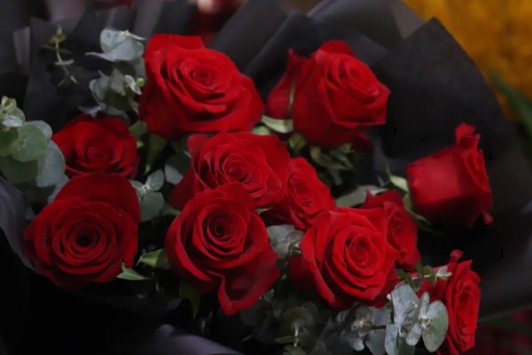 红玫瑰的花语，寓意我爱你、炽热的爱等