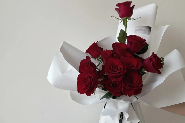 红玫瑰的花语，寓意我爱你、炽热的爱等