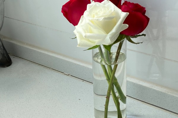 红玫瑰的花语，寓意我爱你、炽热的爱等