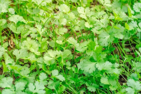 香菜的播种方法,穴播株距为8-10厘米