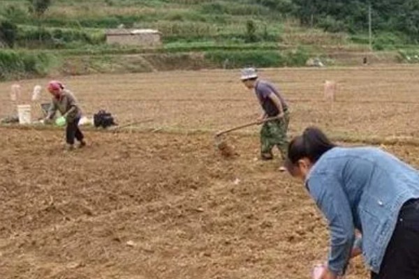 香菜的播种方法,穴播株距为8-10厘米