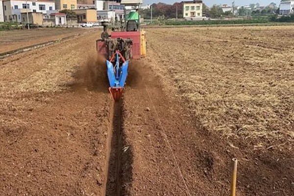 香菜的播种方法,穴播株距为8-10厘米