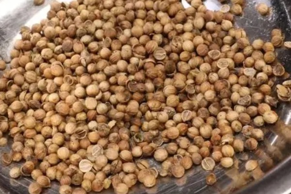 香菜的播种方法,穴播株距为8-10厘米