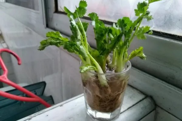 香菜的播种方法,穴播株距为8-10厘米