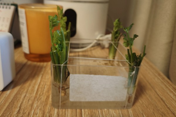 香菜的播种方法,穴播株距为8-10厘米