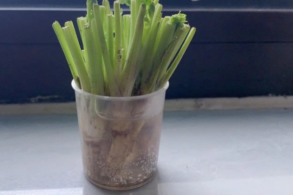 香菜的播种方法,穴播株距为8-10厘米