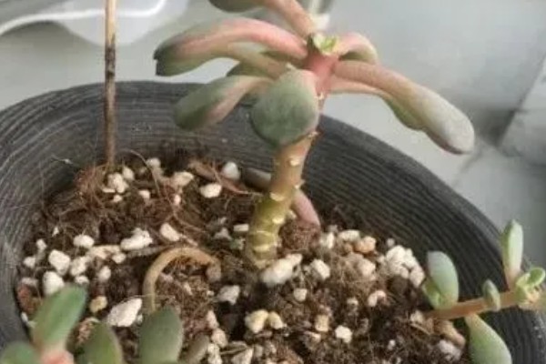 红宝石多肉夏季养护方法，光照过强时需遮阴防晒