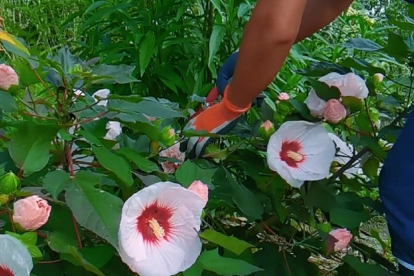 芙蓉花开完后怎么养，要剪除残花和枯老枝