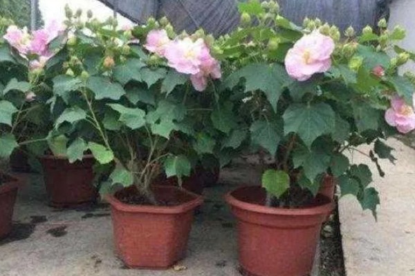 芙蓉花开完后怎么养，要剪除残花和枯老枝