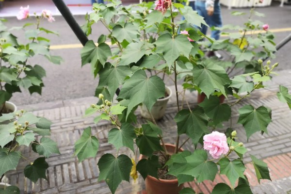 芙蓉花开完后怎么养，要剪除残花和枯老枝