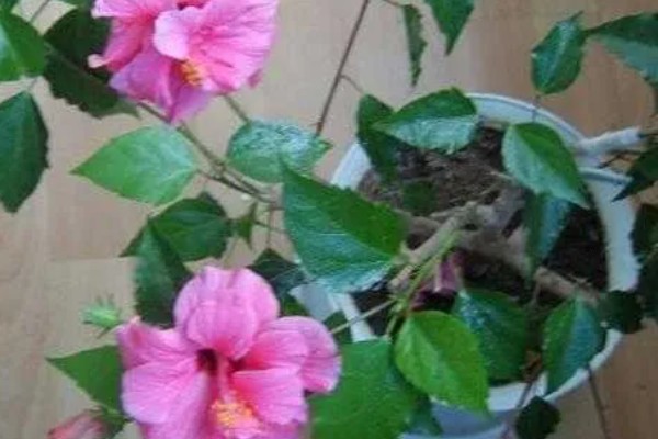 芙蓉花开完后怎么养，要剪除残花和枯老枝