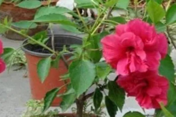 芙蓉花开完后怎么养，要剪除残花和枯老枝