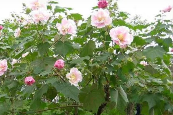 芙蓉花开完后怎么养，要剪除残花和枯老枝