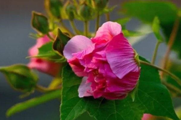 芙蓉花开完后怎么养，要剪除残花和枯老枝