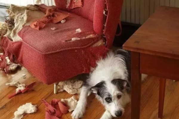 狗狗无聊的表现，会出现破坏性行为