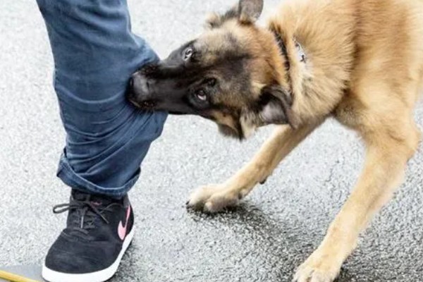 狗狗无聊的表现，会出现破坏性行为