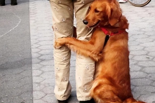 狗狗无聊的表现，会出现破坏性行为