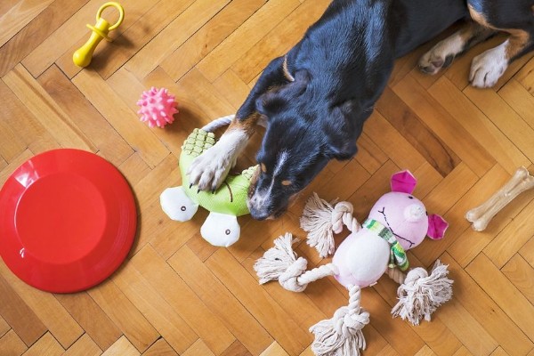 狗狗无聊的表现，会出现破坏性行为