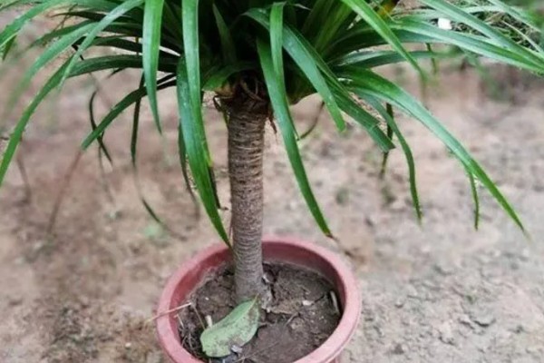 龙须树的养殖方法，春秋季节每隔3-5天浇一次水