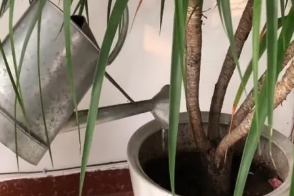 龙须树的养殖方法，春秋季节每隔3-5天浇一次水
