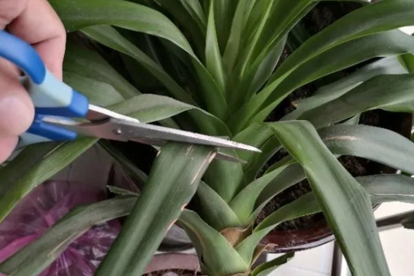 龙须树的养殖方法，春秋季节每隔3-5天浇一次水