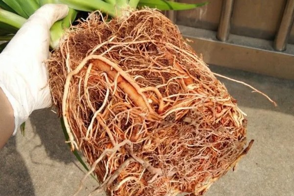 龙须树的养殖方法，春秋季节每隔3-5天浇一次水