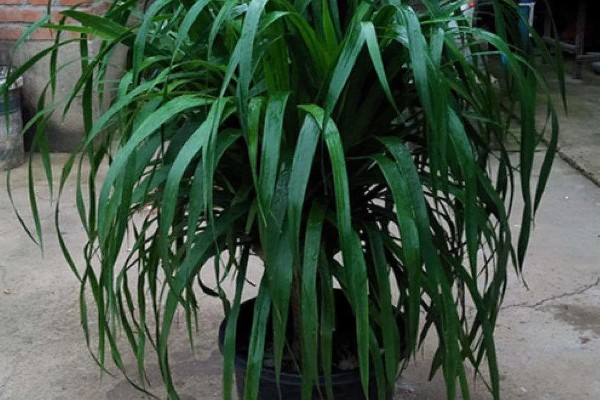 龙须树的养殖方法，春秋季节每隔3-5天浇一次水