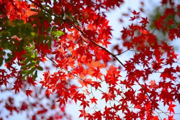 红枫有什么珍贵品种，红猩猩最为珍贵