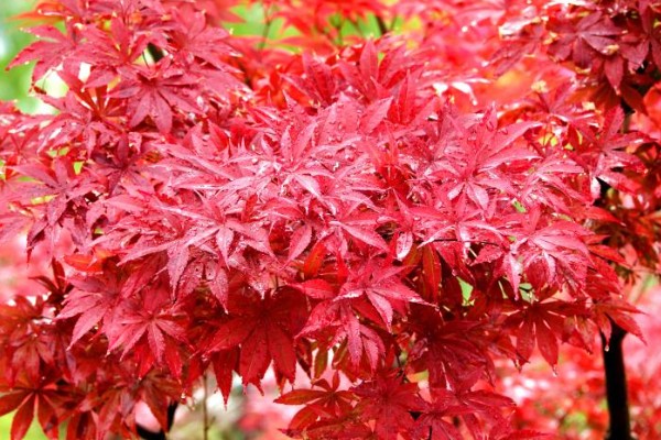 红枫有什么珍贵品种，红猩猩最为珍贵