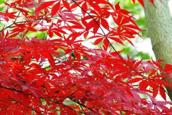 红枫有什么珍贵品种，红猩猩最为珍贵