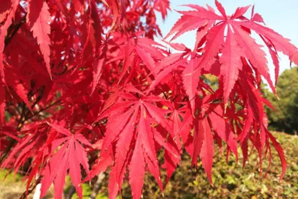 红枫有什么珍贵品种，红猩猩最为珍贵