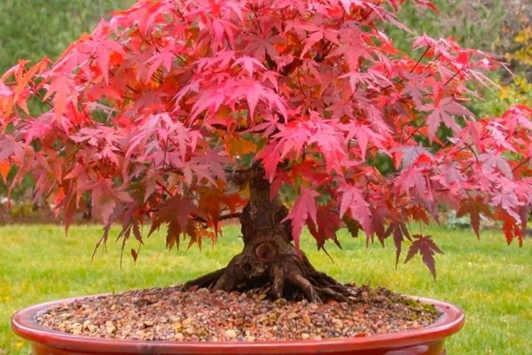 红枫有什么珍贵品种，红猩猩最为珍贵