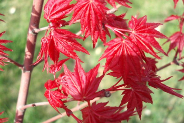 红枫有什么珍贵品种，红猩猩最为珍贵