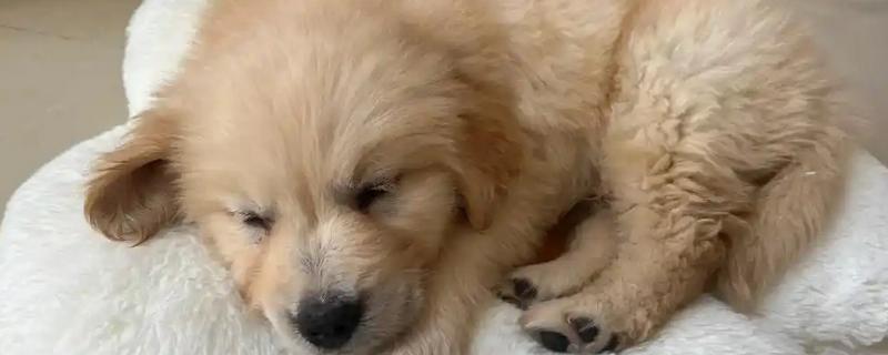 狗得病毒性肠炎的症状，前期出现呕吐、腹泻、腹疼等症状