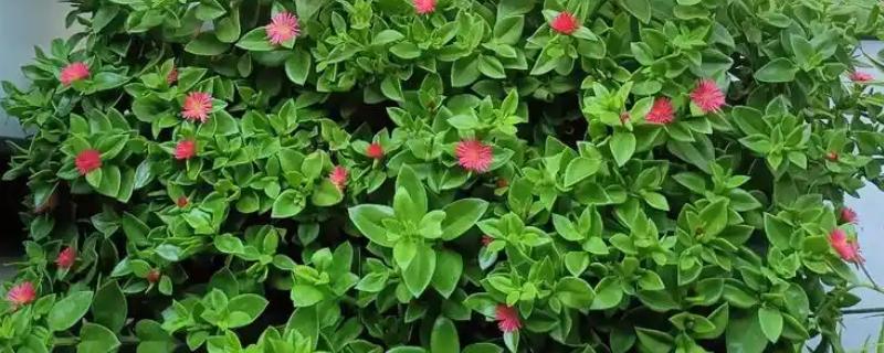 牡丹吊兰只长叶不开花的原因，可能是浇水过多所致