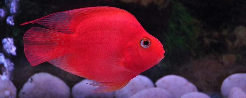 红鹦鹉鱼产卵后能不能孵化，雄鱼无法为鱼卵授精