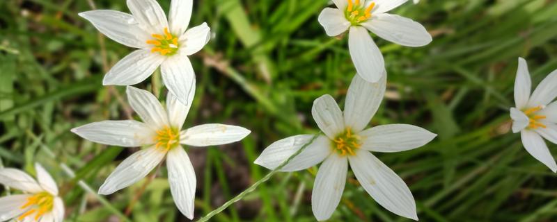 葱兰不开花如何处理，植株缺光要让它接受光照