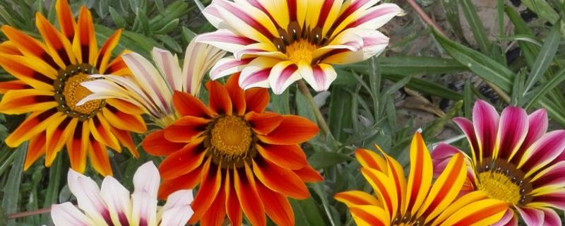 勋章花的播种时间，在每年春秋季播种