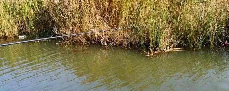 早春野钓鲫鱼用什么渔具，早春2到3号的袖钩效果好