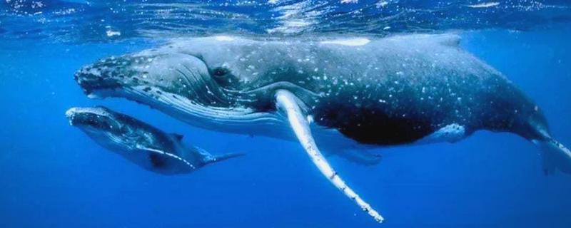 鲸鲨大还是蓝鲸大，蓝鲸是体型最大的动物