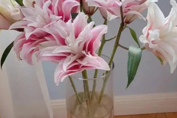 百合能不能水培，每隔2-3天换一次水