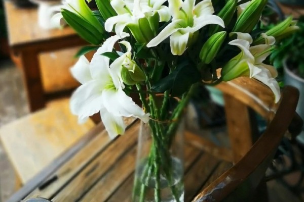 百合能不能水培，每隔2-3天换一次水