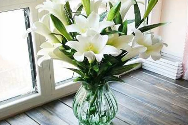 百合能不能水培，每隔2-3天换一次水