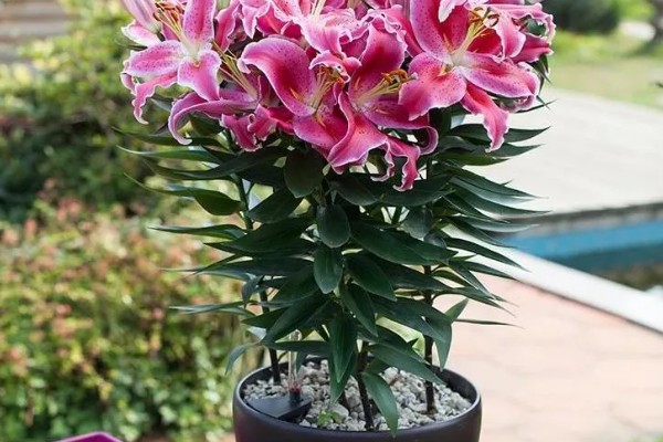 百合能不能水培，每隔2-3天换一次水